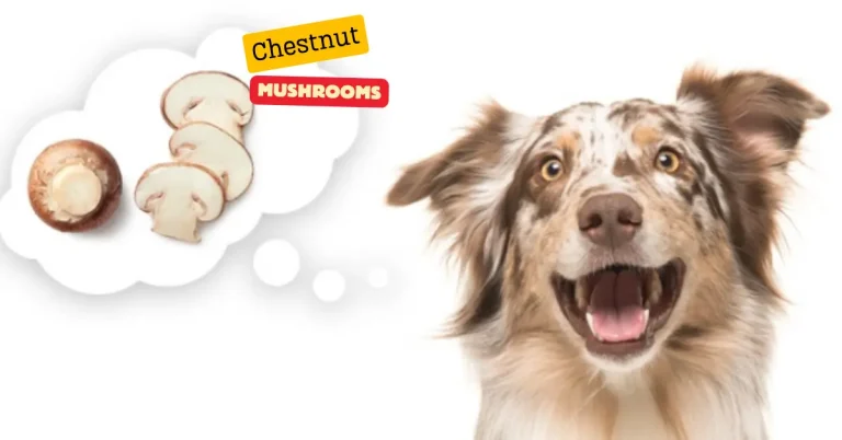 Are Chestnut Mushrooms Poisonous To Dogs?
