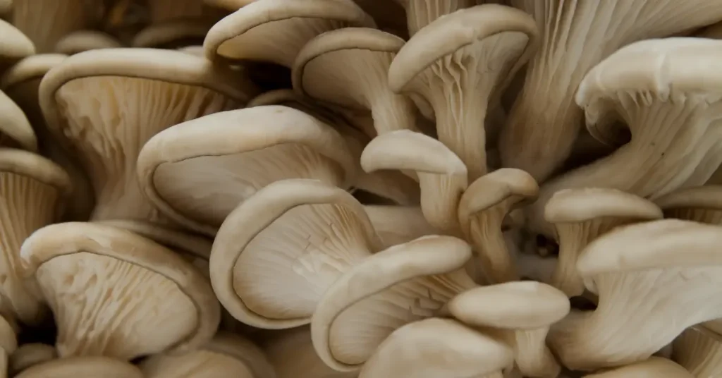 chestnut mushroom alternative-oyster