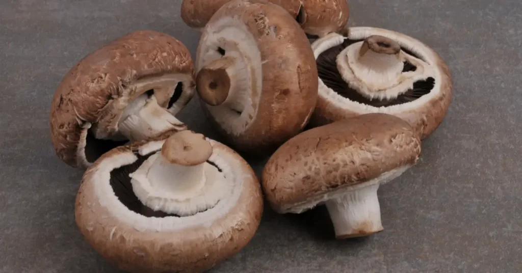 chestnut mushroom alternative-portobello