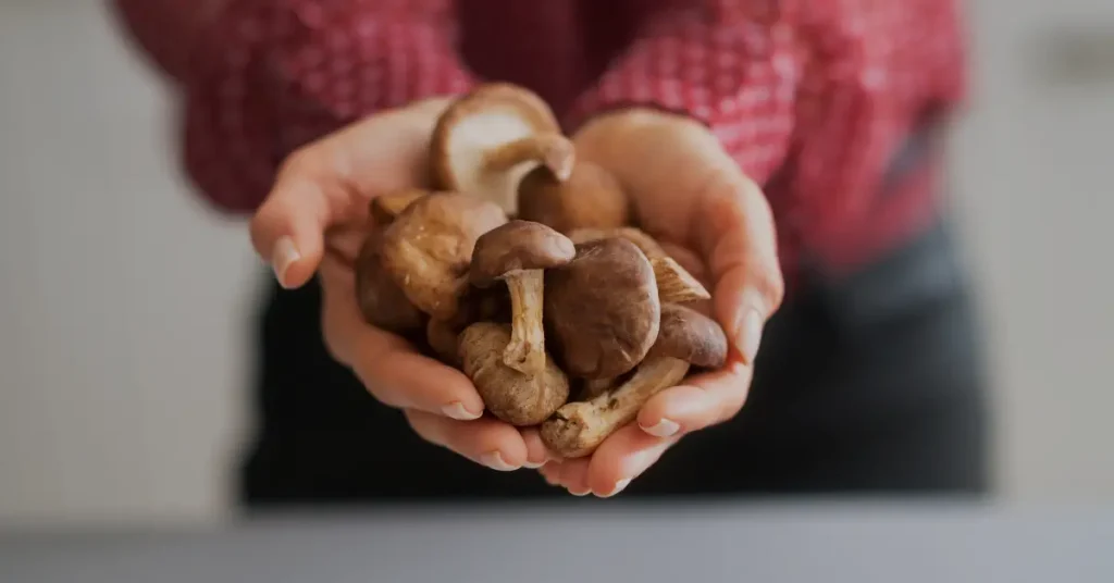 chestnut mushroom alternative-shiitake