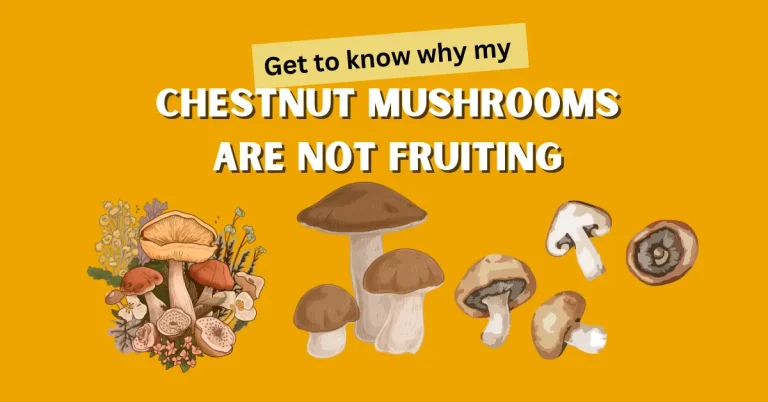 Why are My chestnut mushrooms not fruiting?