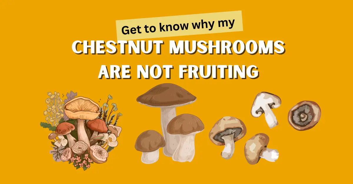 chestnut mushrooms not fruiting