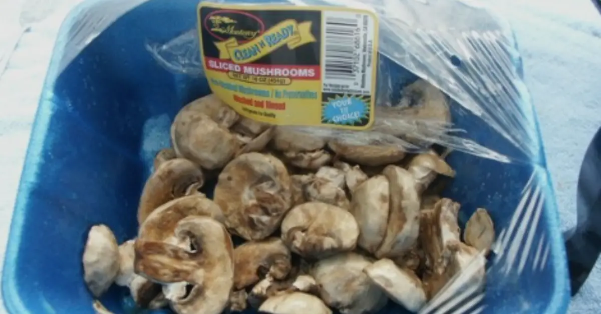 Chestnut Mushrooms slimy featured image