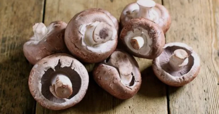 are chestnut mushrooms high in protein