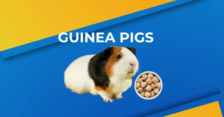 can Guinea pigs eat mushrooms featured image