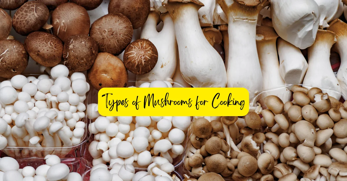 Types of Mushrooms for Cooking