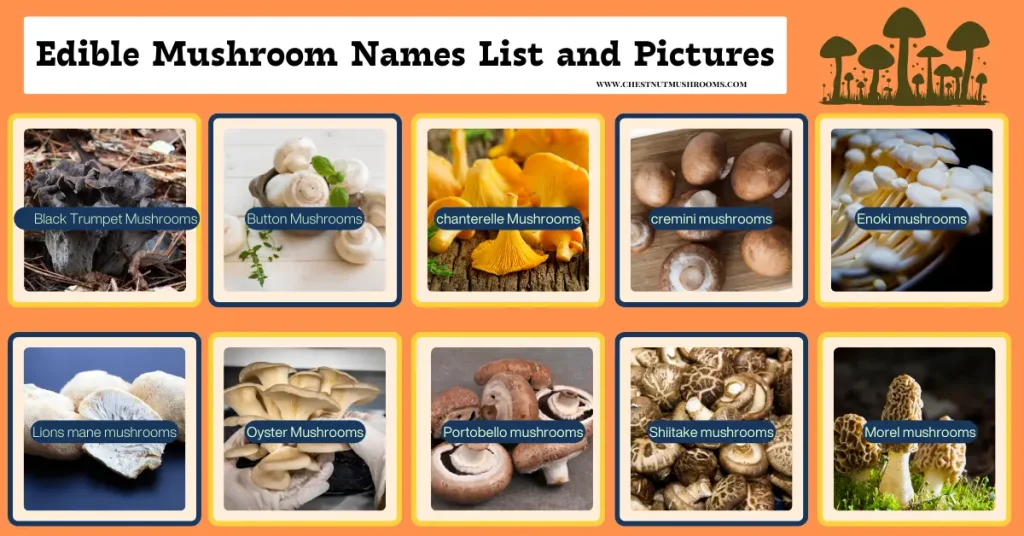 types of mushrooms for cooking-Edible Mushroom Names List and Pictures