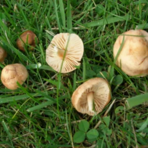 fairy ring mushroom