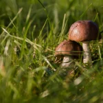 how to get rid of mushrooms in yard