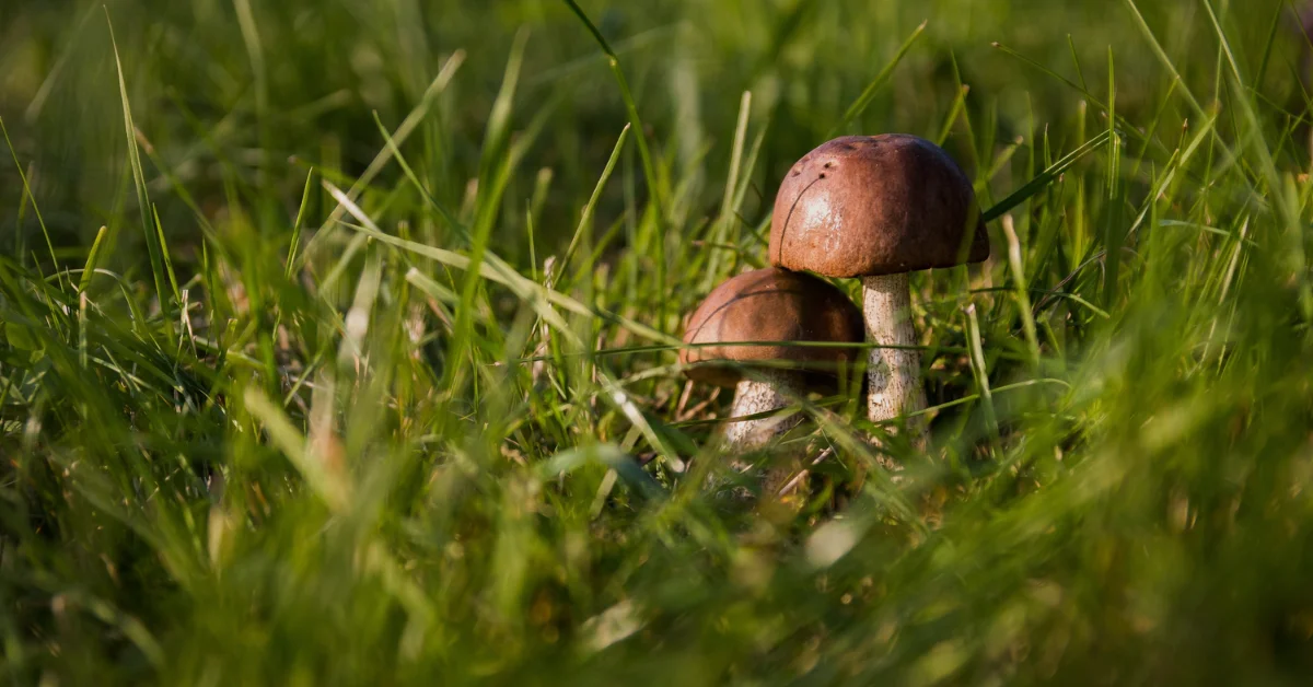 how to get rid of mushrooms in yard