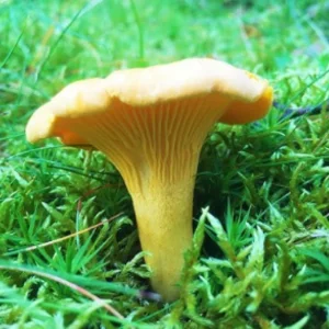 how to get rid of mushrooms in yard chanterelle