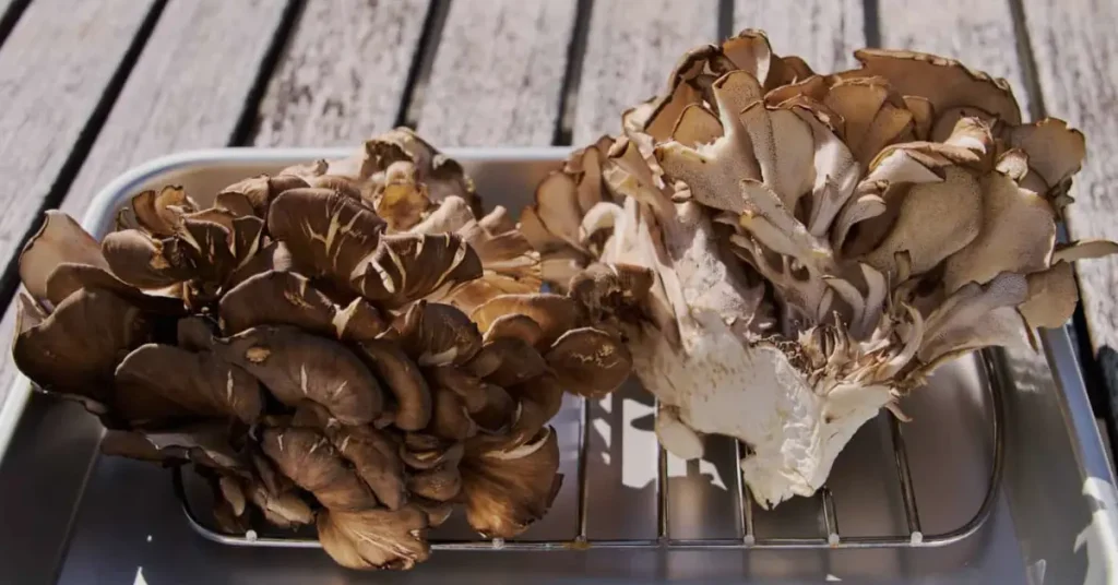 maitake mushroom recipe sun basking