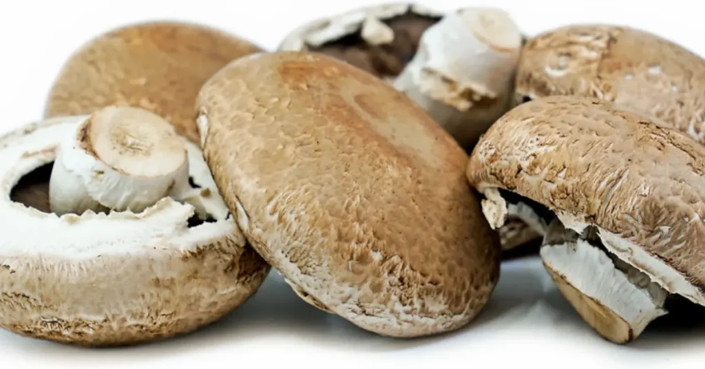Can Chickens Eat Mushrooms white mushrooms