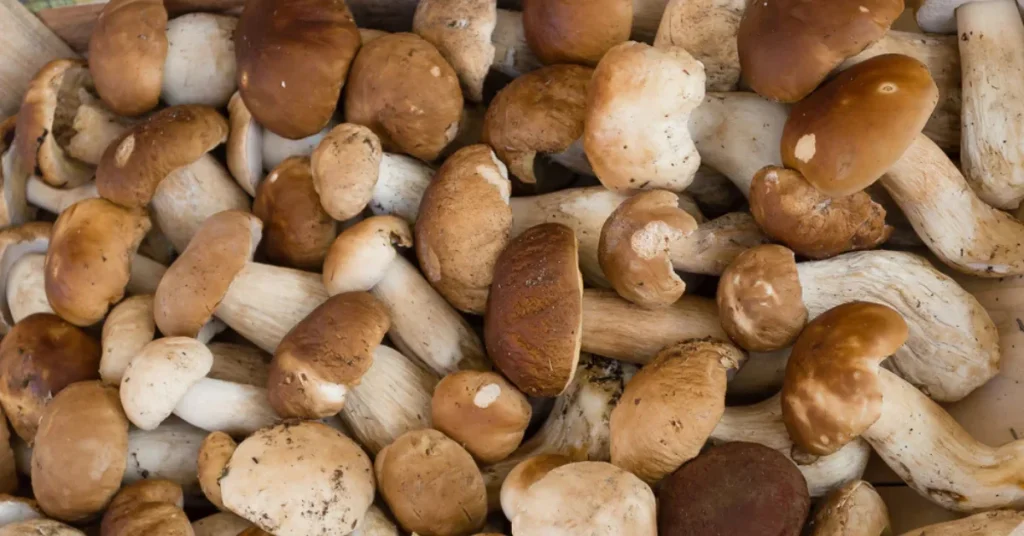 cremini mushroom substitutes porcini