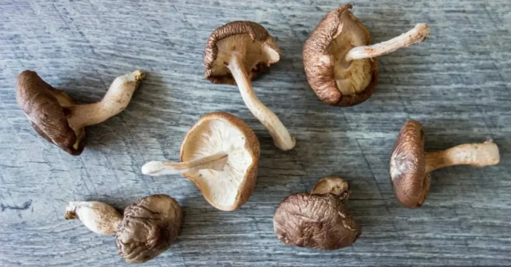 cremini mushroom substitutes shiitake