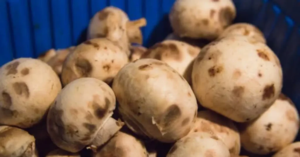 how to tell if mushrooms are bad dark spots