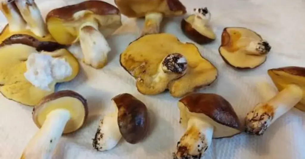 how to tell if mushrooms are bad image