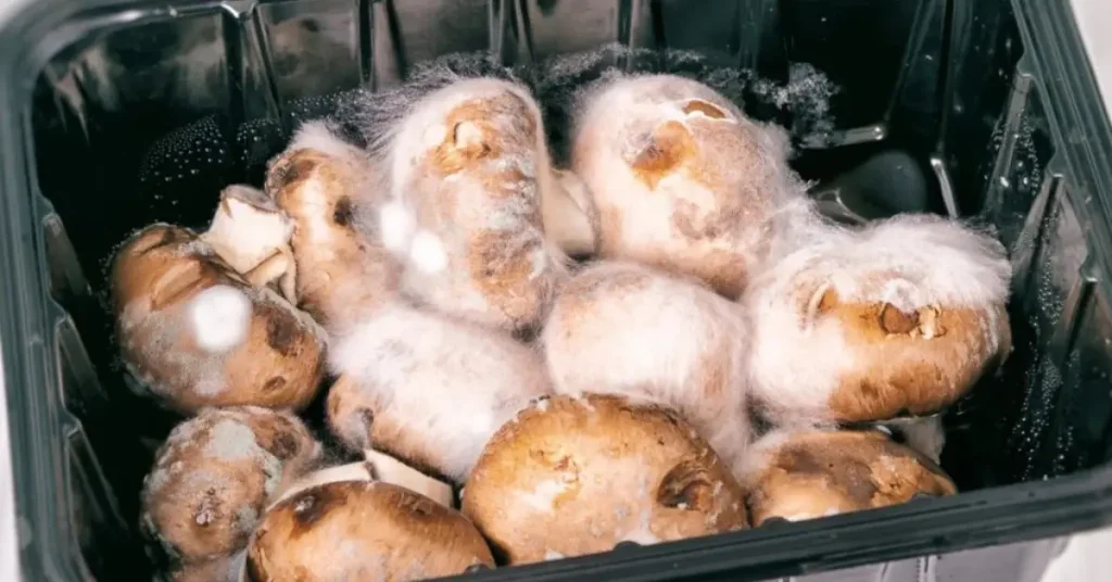 how to tell if mushrooms are bad mold growing
